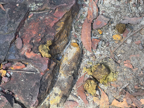 Fractured Ironstone Rock with Lichen Moss and Leaf Litter, Australian Bushland NSW
