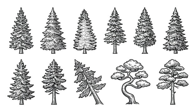 Black and White Pine Tree Vector Illustrations