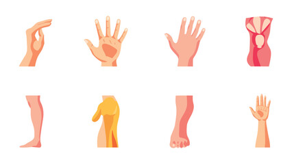 Fototapeta premium Anatomy Display: A detailed anatomical illustration showcasing various body parts, including hands, arms, and legs. This visual educates and explores the intricate details of the human form.