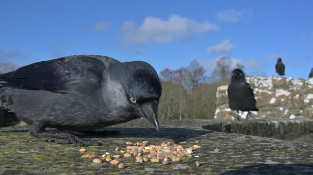 Jackdaw (Corvus monedula) eating seeds from a wall in closeup. April, Kent, UK [Half speed]