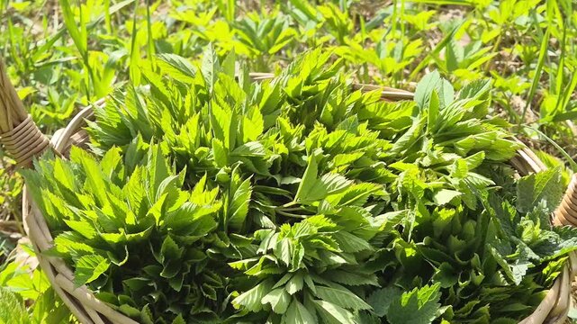Close up of fresh wild greens in wicker basket, camera slowly pulling back to reveal sunny meadow and natural environment. Healthy organic nutrition and spring harvest concept