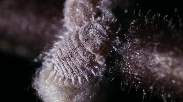 Crawling mealybugs