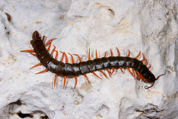 Fototapeta premium Scolopendra - predators occurring in southern Ukraine, particularly in the Odessa