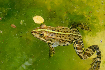 Obraz premium Lake frog Pelophylax ridibundus in green water in a pond in summer, Ukraine