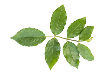 Naklejka premium Fresh green rose plant leaf