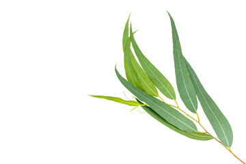 Fototapeta premium Eucalyptus branch with green leaves
