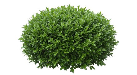 Naklejka premium Green boxwood shrub isolated on white background, round decorative garden bush, lush evergreen hedge plant for landscaping and architectural visualization