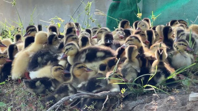 Young ducklings sit together as a small group on grass in the shade of a tree during a quiet resting moment outdoors. Young animals.