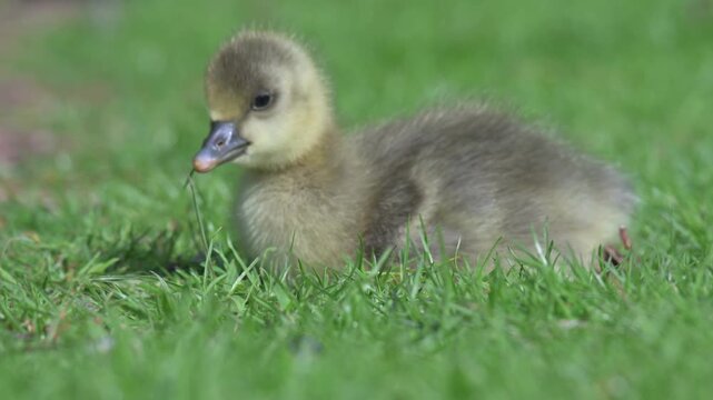Greylag Goose (Anser anser) young gosling eating grass in closeup. April, Kent, UK [Half speed]