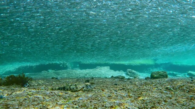 Predatory Lizardfish stay anchored to sand, scouting for an prey in massive Silverside shoal. They remain motionless as dense Atherina school passes over them during annual spawning run