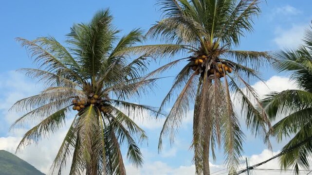 Coconuts grow high on palm crowns rising above cultivated tropical terrain beneath open sky conditions typical for managed fruit producing plantation landscapes. Tropical crops.
