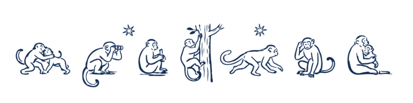 Collection of hand drawn monkeys in different poses and behaviors. Vintage sketch style primate illustrations for wildlife, nature, education and design.