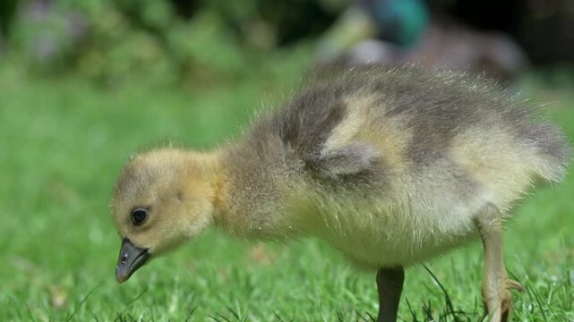 Greylag Goose (Anser anser) young gosling eating grass in closeup. April, Kent, UK [Half speed]