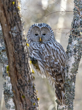 Ural Owl (Strix uralensis) Perched in Forest, Natural Habitat Wildlife Scene