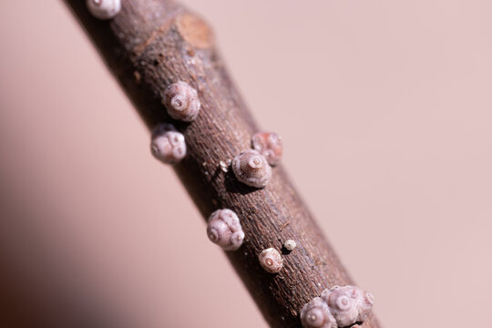 Ceroplastes rusci - fig wax scale insect (on a fig branch)