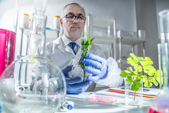Senior scientist in a laboratory examining a green plant sample in a glass flask. Botany research, agricultural cloning, plant biotechnology, GMO studies, sustainable farming