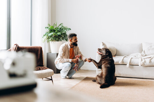 Happy African American man and chocolate labrador dog shaking paw indoors