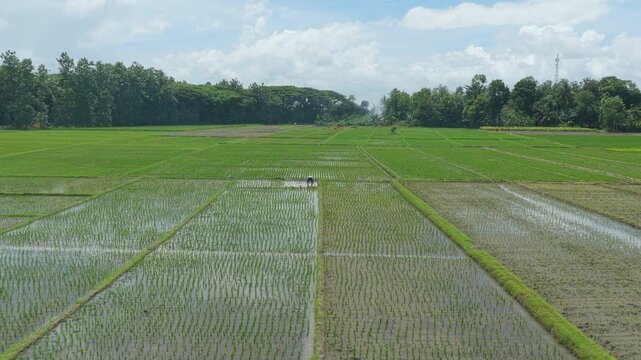 Farmer working in green rice paddies in java indonesia