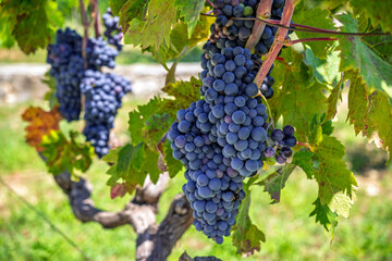 Naklejka premium Bunch of ripe dark blue wine grapes hanging on a vine in a sunny vineyard during harvest season
