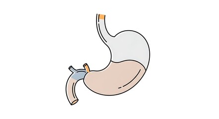 Fototapeta premium Human stomach anatomy illustration medical.