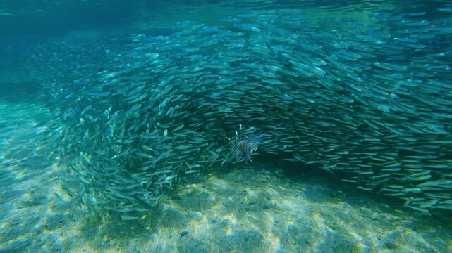 Lionfish stalks its prey within swirling mass of migrating bait ball. Tension between slow-moving hunter and rapid, synchronized movement of millions of Atherin fish. Lion fish hunt to Silversides
