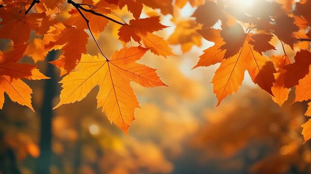 Vibrant Autumn Maple Leaves in Golden Sunlight.