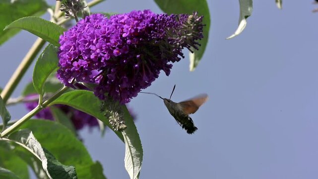 Hummingbird Hawk-Moth (Macroglossum stellatarum) hovering and feeding from Buddleia flowers. Kent, UK [Slow motion x10]