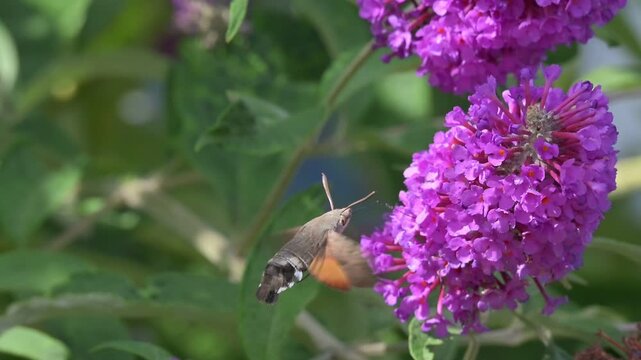 Hummingbird Hawk-Moth (Macroglossum stellatarum) hovering and feeding from Buddleia flowers. Kent, UK [Slow motion x10]