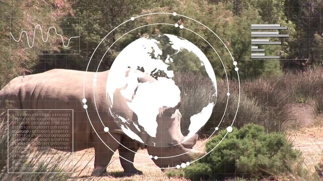 Adult rhino grazing while globe overlay appearing over animal HUD graphs updating for conservation