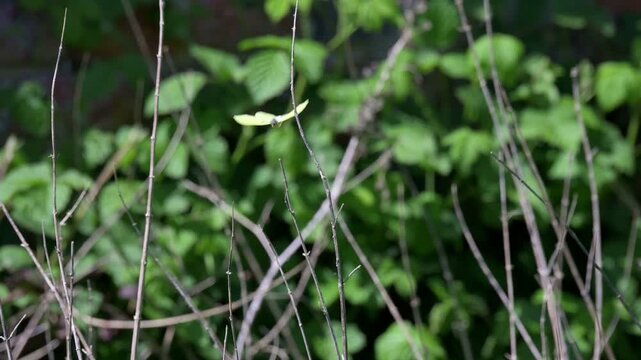 Brimstone Butterfly (Gonepteryx rhamni) in flight, trying and failing to land on a twig. April, Kent, UK [Slow motion x10]