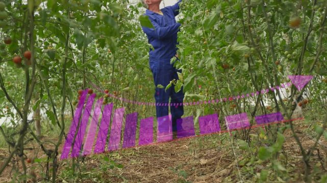 Greenhouse worker walking path, causing purple overlay expanding on soil while harvesting tomatoes