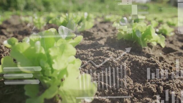 Overlays fading, camera pulling back as lettuce seedling growing and charts shifting, showing yield