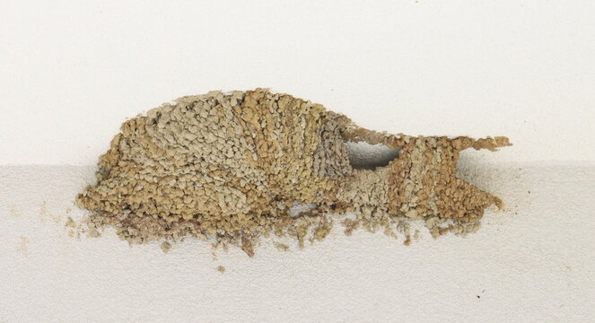 Nest red-rumped swallow on white wall of building, Cecropis daurica
