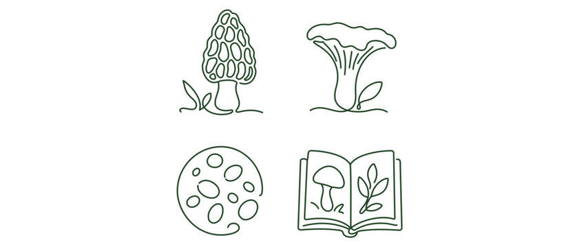 Botany of Fungi Vector Icon Set with Editable Stroke: Collection of 4 Icons Featuring Morel Mushroom, Chanterelle, Spores, and Mycology Field Guide for Science, Nature, and Biology Research.