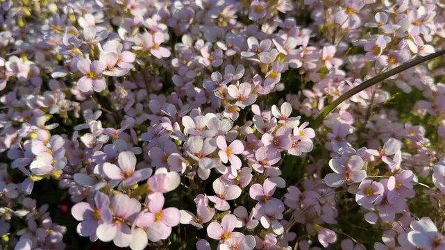 Arabis rock cress flowering plant.