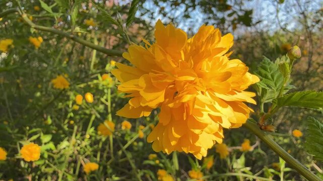 Kerria japonica Japanese kerria rose bright yellow flower.