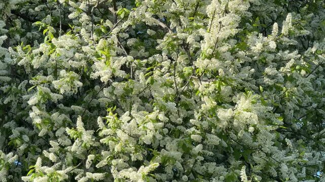 White spring blossom of tree Prunus padus bird cherry or  hagberry, heckberry, hackberry, hog cherry, black dogwood.