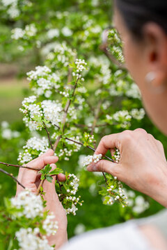 Gros plan sur deux mains cueillant avec pr&eacute;cision de d&eacute;licates fleurs blanches sur un arbuste verdoyant, illustrant un moment de r&eacute;colte artisanale au c&oelig;ur d'une nature luxuriante.