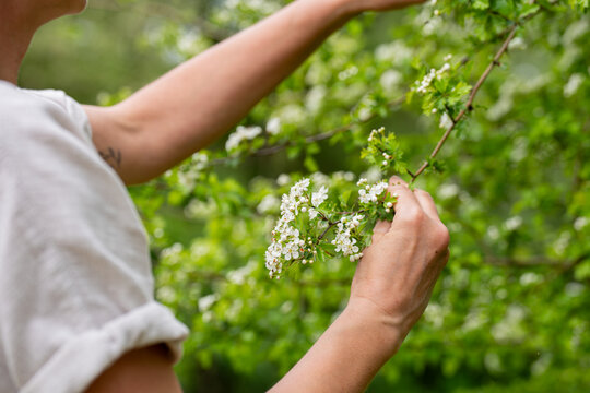 Gros plan sur deux mains cueillant avec pr&eacute;cision de d&eacute;licates fleurs blanches sur un arbuste verdoyant, illustrant un moment de r&eacute;colte artisanale au c&oelig;ur d'une nature luxuriante.