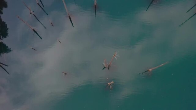 Drone top view over Kaindy lake water, vertical aerial shot of turquoise surface with submerged tree trunks in Kazakhstan, unique travel destination and striking natural landscape