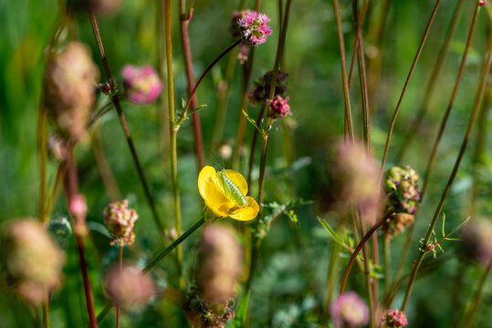 Primo piano di una cavalletta verde su fiore di ranuncolo sardo in un campo fiorito di primavera 