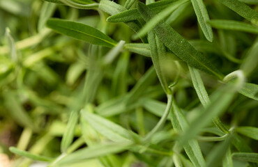 Fototapeta premium Macro shot of vibrant green rosemary leaves, showcasing texture, freshness and natural beauty. Perfe