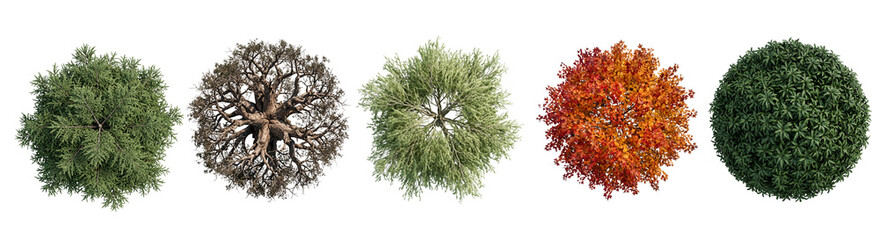 Assortment of five distinct tree top view images showcasing different species and seasonal foliage including bare branches, green leaves, autumn colors and evergreen needles © ATIQULISLAM