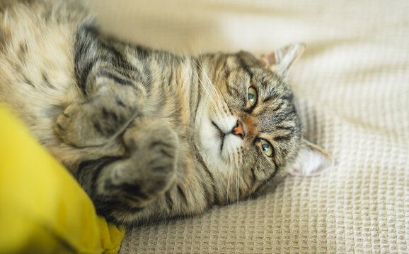 Portrait of a cute tabby cat lying on its back and looking directly at camera