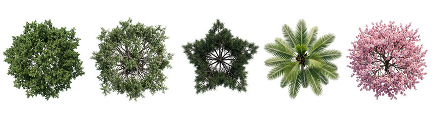 Collection of five vibrant tree top views featuring lush green foliage, blooming pink flowers and palm fronds, ideal for architectural visualization and landscape design projects © ATIQULISLAM