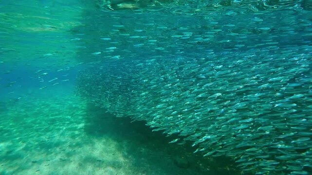 Shimmering wall of silver: Colossal school of Silversides glistening in bright sunlight as they migrate through shallow coastal waters. Silvering bait ball of Atherina fish shiny in sunglare