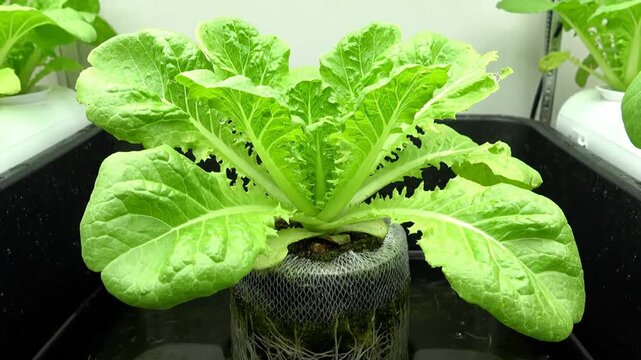 Lush Green Romaine Lettuce Growing in Hydroponic System for Sustainable Farming and Healthy Living Practices