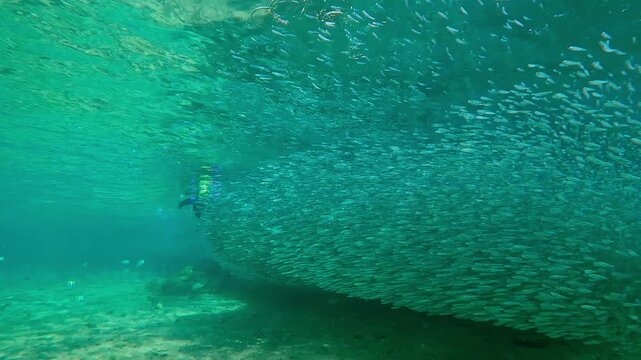 Witnessing spawning run: Female snorkeler in wet suit tracks massive, long-stretching school of Atherina fish as they migrate in dense, shimmering ribbon through pristine blue shallows