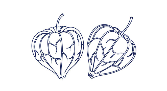 Blue line drawing of two delicate physalis husks with visible vein patterns and thin stems on a plain white background.