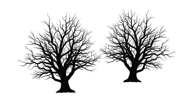 Silhouette of two large leafless deciduous trees with intricate branch patterns standing against a stark white background.